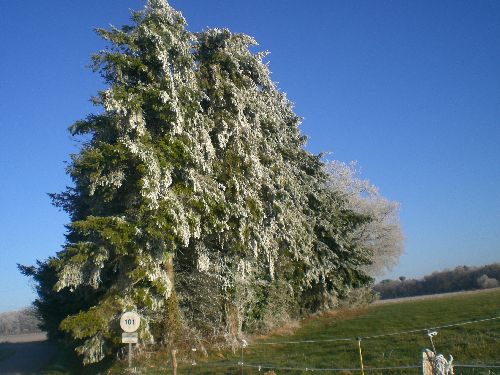 les sapins du jardin