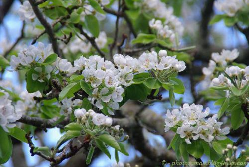 Poirier en fleurs