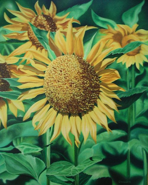 tournesols (2000)   12F