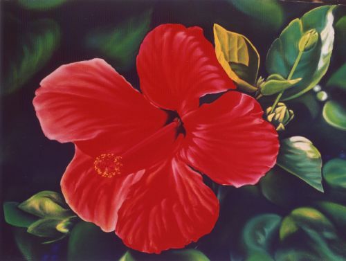 l'hibiscus (2003)   83cm x 63cm  
