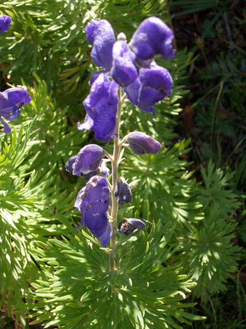 Aconite Napel - site des Bouillouses