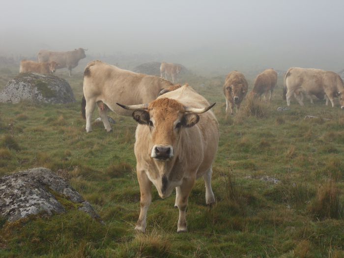 Une belle Fleur d'Aubrac