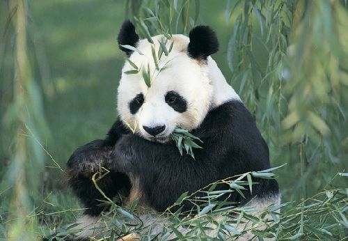 Le panda, un animal si beau, mais malheureusement en voie d'extinction