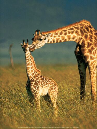 La girafe et son bébé