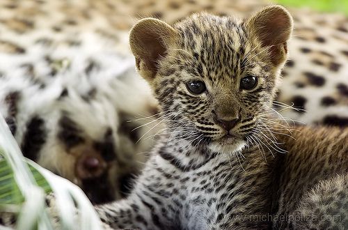 Léopard trop chou