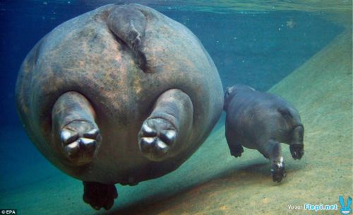 Fesses d'hippopotames dans l'eau