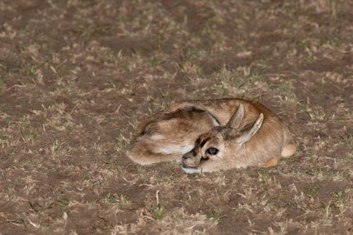 Bébé gazelle