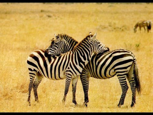 Zebre amoureux