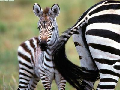 Bébé zebre