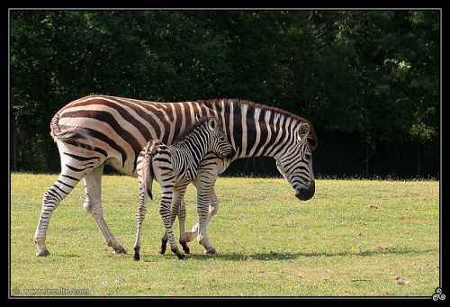 Zebre et sa maman