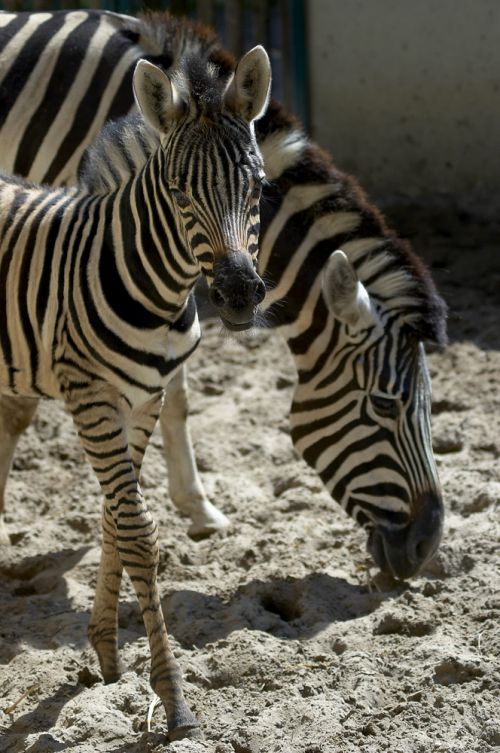 Trop chou le zebre !