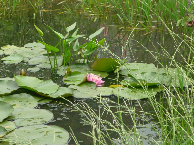 le nénuphar dans notre mare