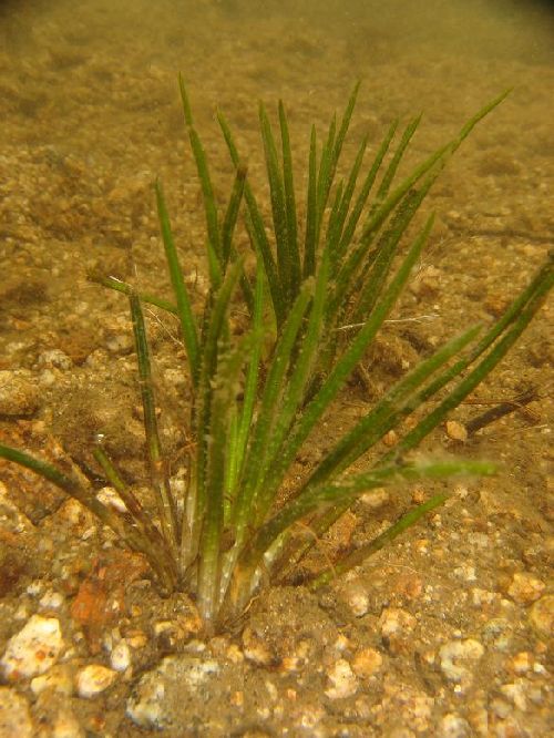 Isoetes lacustris - Vosges (88) - 6/07/09