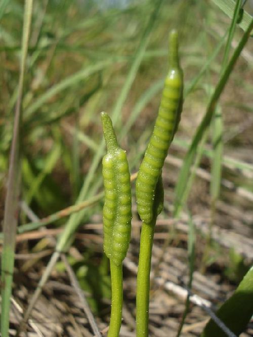 Ophioglossum azoricum - Plaine des Maures (83) - 22/04/09