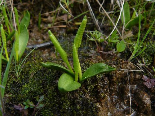 Ophioglossum azoricum - Plaine des Maures (83) - 22/04/09