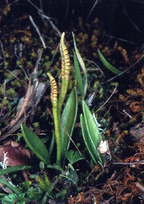 Ophioglossum lusitanicum - Plaine des Maures - 
