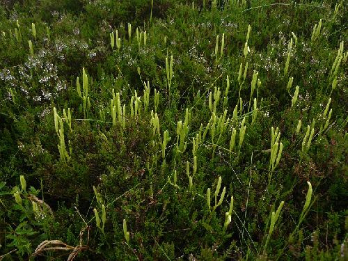 Lycopodium clavatum