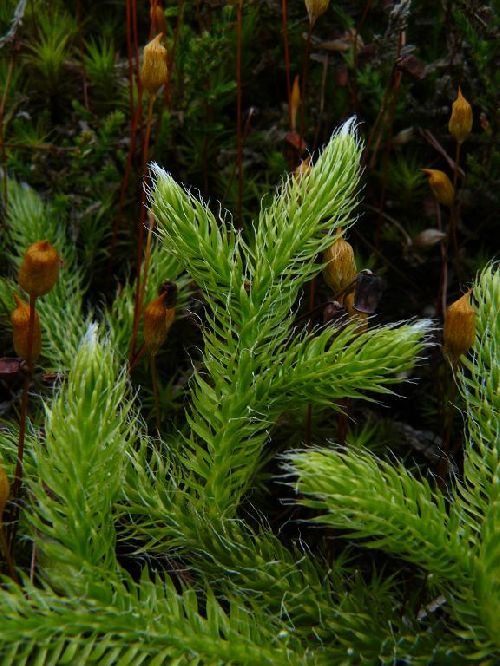 Lycopodium clavatum - Vosges du nord (67) - 4/10/09