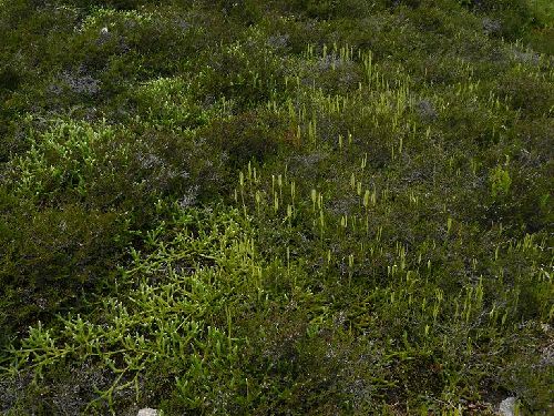 Lycopodium clavatum - Vosges du nord (67) - 4/10/09