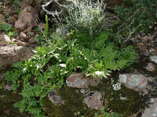 Polypodium cambricum - Rocher de Roquebrune (83) -