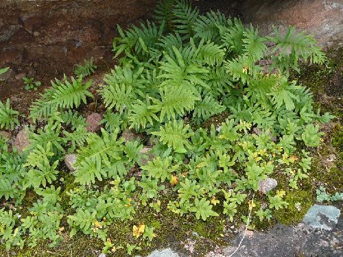 Polypodium cambricum - Rocher de Roquebrune (83) 