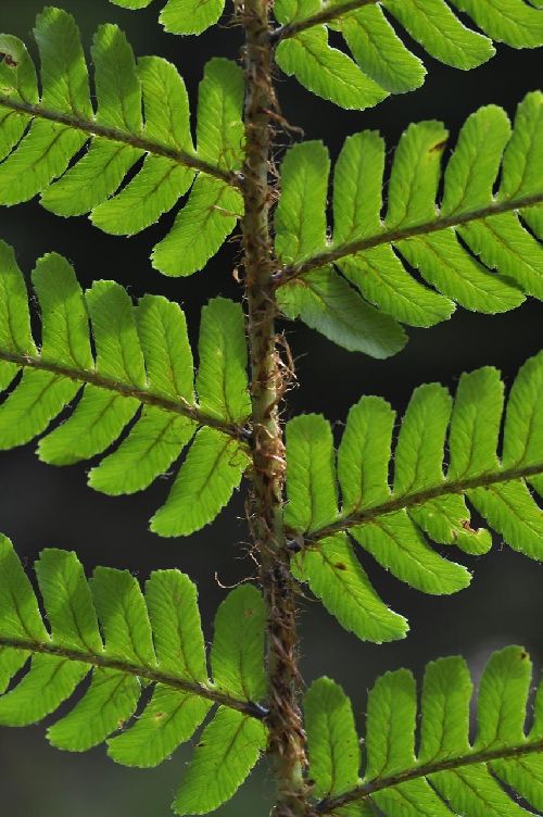 Dryopteris affinis subsp. borreri - Plancher les Mines (70) - 