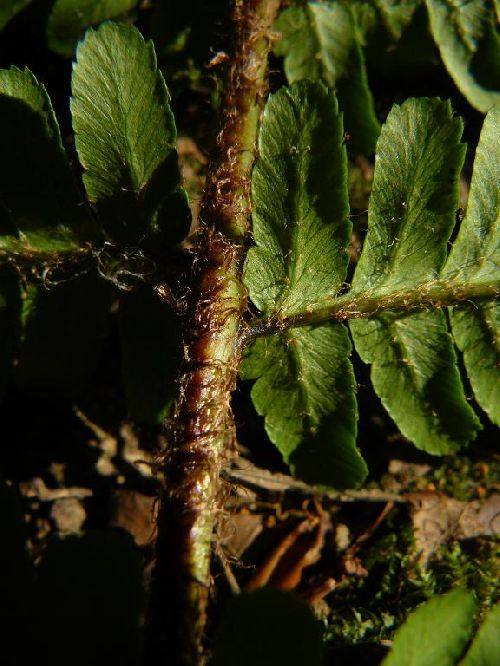 Dryopteris affinis subsp. borreri - Belfort (90) - 