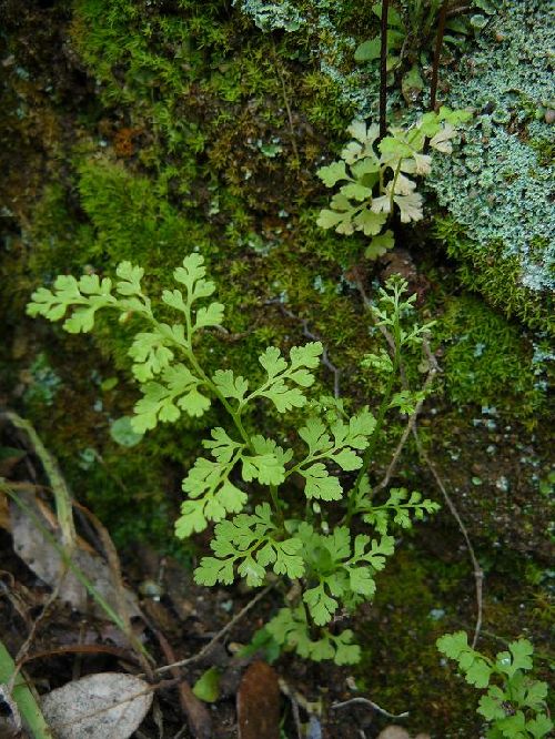 Anogramma leptophylla - La Croix Valmer (83) - 22/04/09