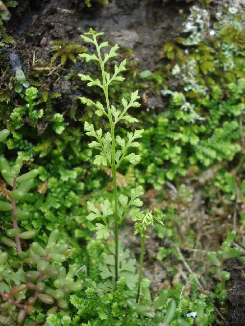 Anogramma leptophylla - Roquebrune sur Argens (83) - 21/04/09