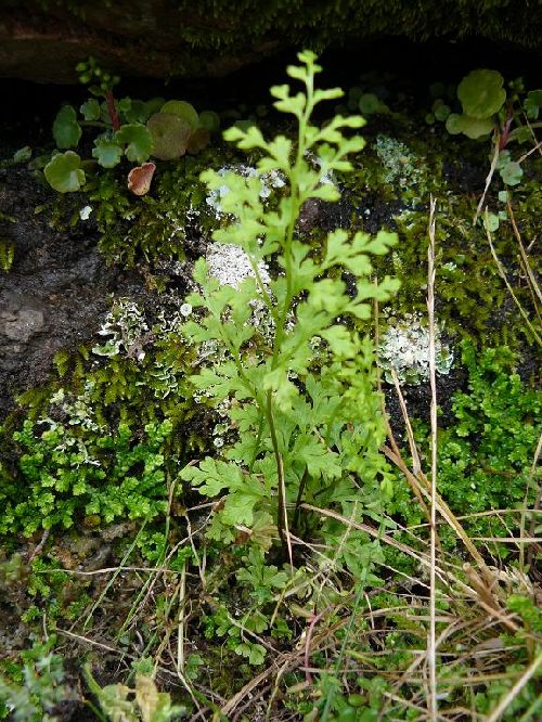 Anogramma leptophylla - Roquebrune sur Argens (83) - 21/04/09