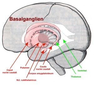 La zone du cerveau concernée par la maladie