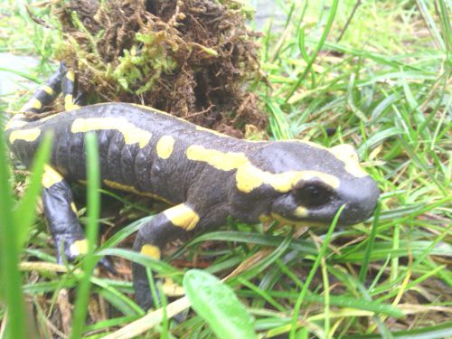LABEL FRANCE-salamandre