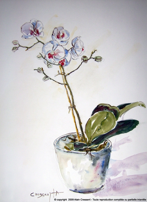 Orchidée (aquarelle)