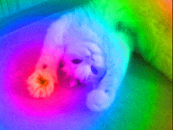 psychedelic-cat-gif.gif