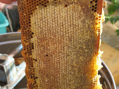 Un cadre de miel