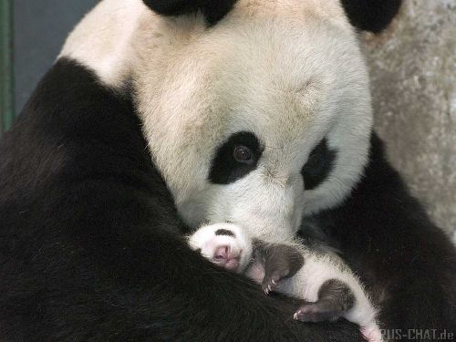 Maman panda et bébé panda