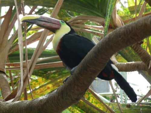 Un toucan: Oiseau haut en couleurs!