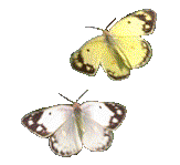 papillon_041.gif