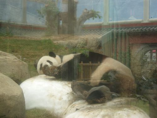 Des Pandas