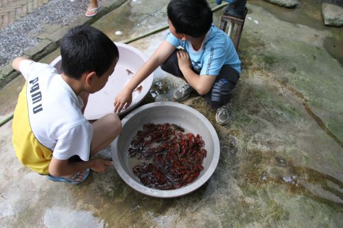 Des enfants jouant avec des crevettes