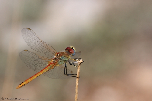 libellule_8676_sympetrumfonscolombii.JPG