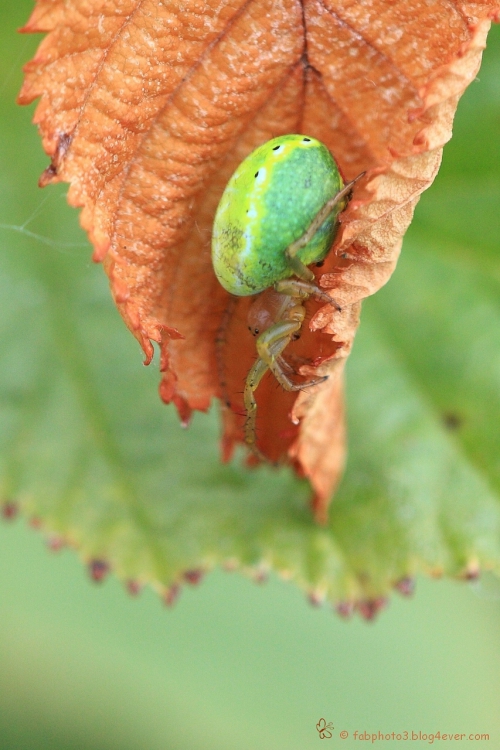 araignée_7368_20100813.JPG