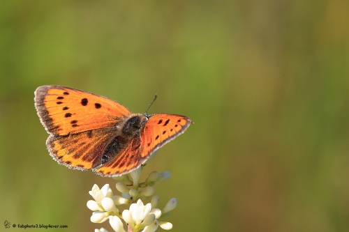 CUIVREMARAIS_9054_femelle.JPG