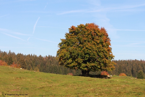 FECLAZ_0098.JPG