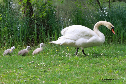 Cygne_8472.JPG