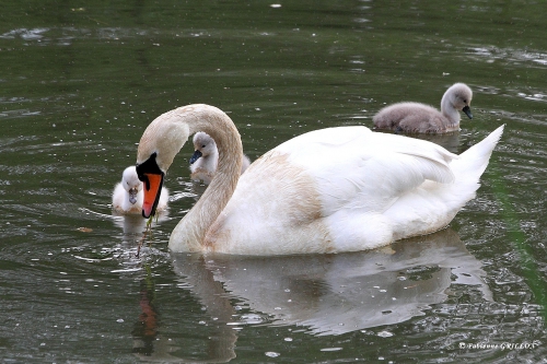 Cygne_9026.JPG