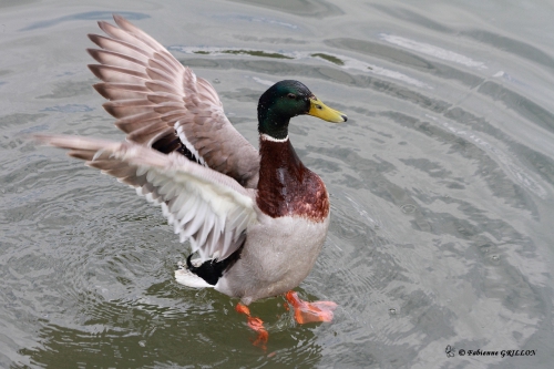 Colvert_8709.JPG