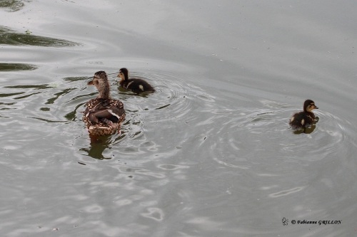 Colvert_8901.JPG