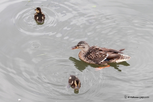 Colvert_8723.JPG
