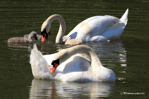 Cygne_2586.JPG